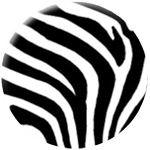 Zebra glatt - zum Schließen ins Bild klicken